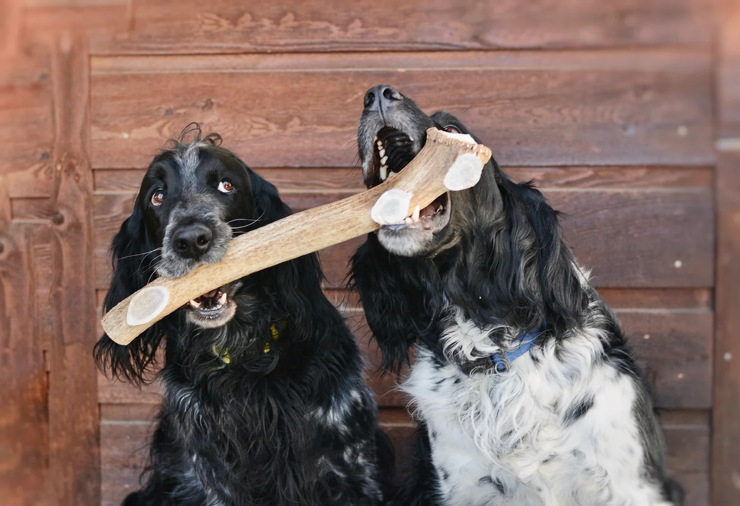 Rugged Nature for Your Dog